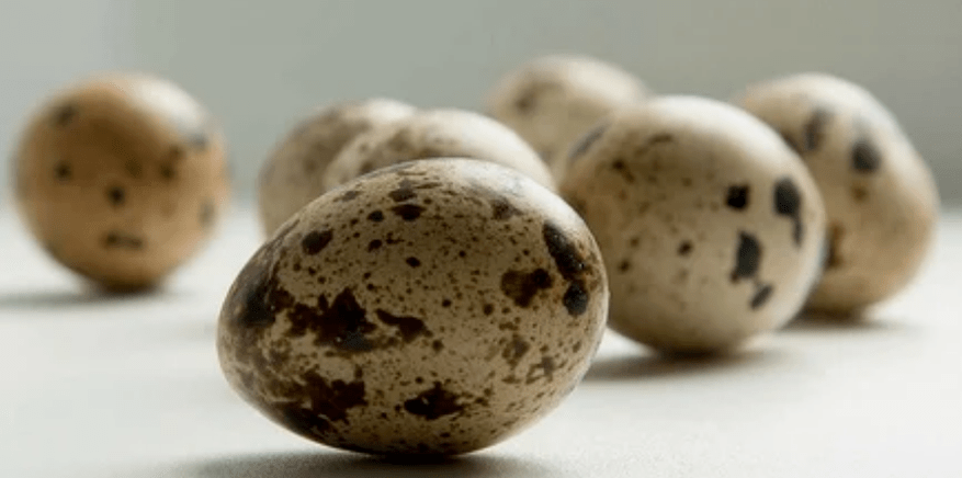 Quail eggs for potential