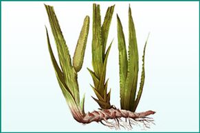 Calmus general strengthening and increases potency